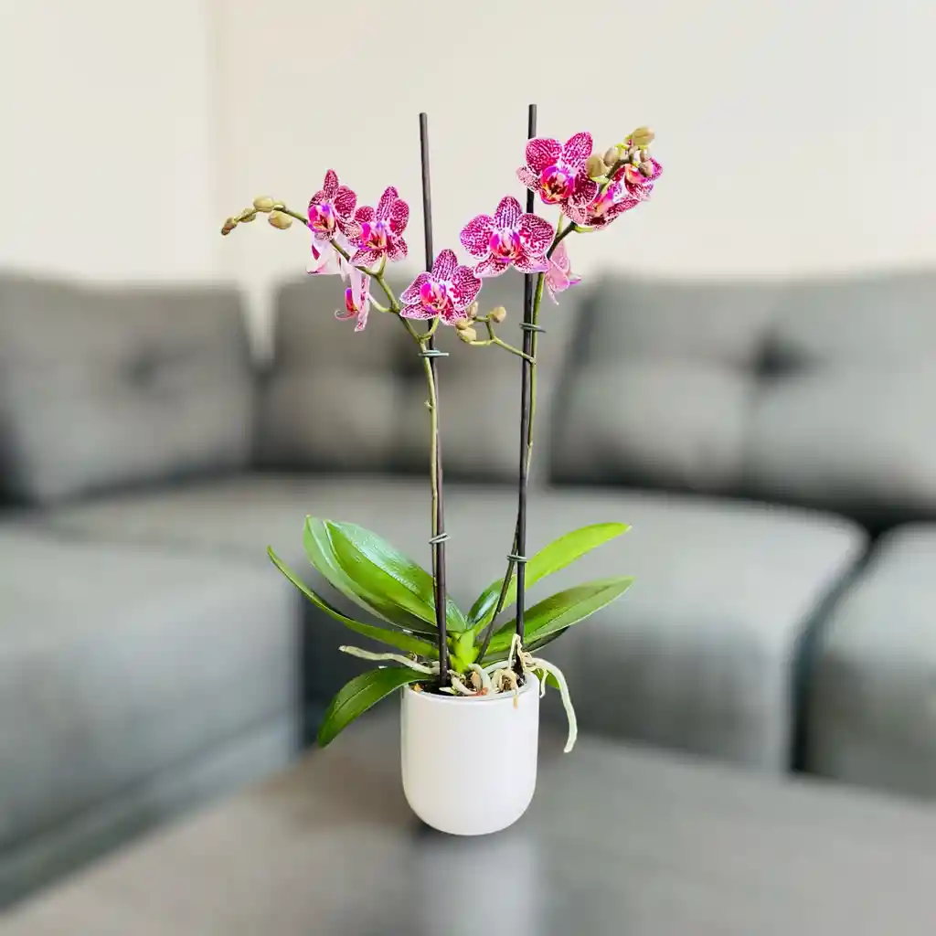 Orquídea Mediana Con Flores Moradas En Matera Cerámica Blanca