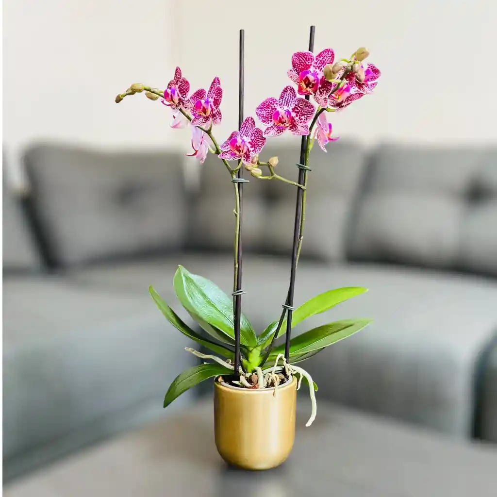 Orquídea Mediana Con Flores Moradas En Matera Cerámica Dorada