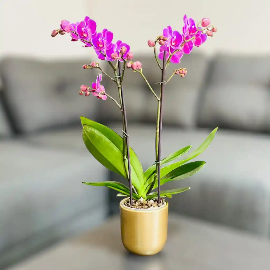 Orquídea Mediana Con Flores Rosadas En Matera Cerámica Dorada