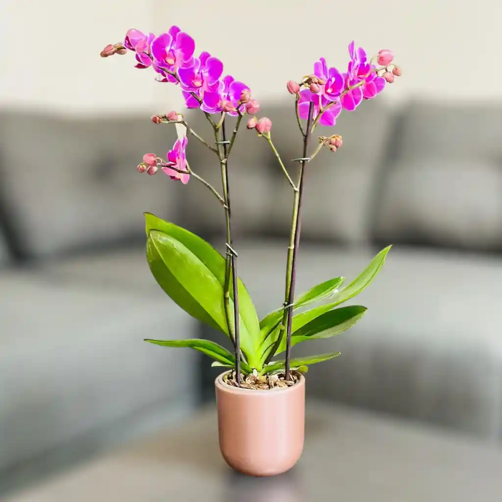 Orquídea Mediana Con Flores Rosadas En Matera Cerámica Rosada