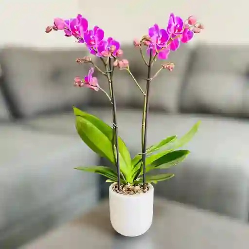 Orquídea Mediana Con Flores Rosadas En Matera Cerámica Blanca