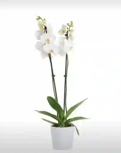 Orquideas Blancas Base Decorativa