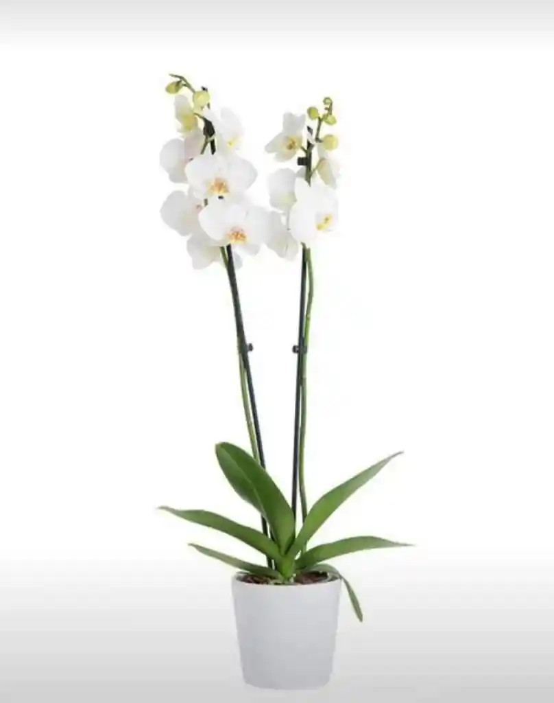 Orquideas Blancas Base Decorativa