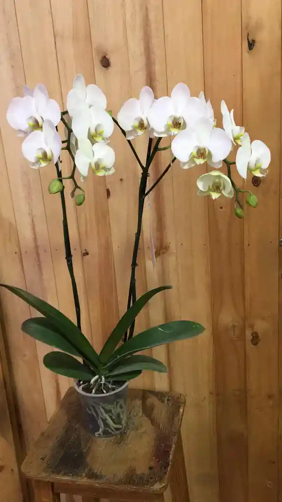 Orquídea Bianca