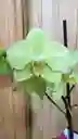 Orquídea Giallo Verdastro