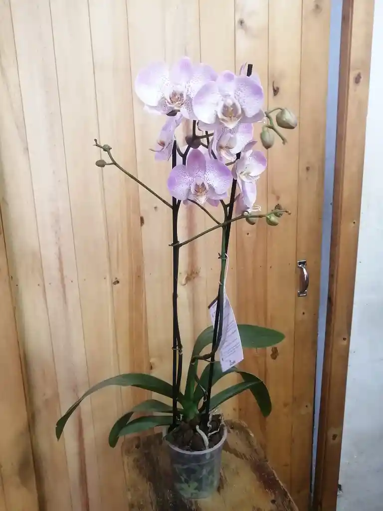 Orquídea Lentigginosa