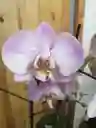 Orquídea Lentigginosa