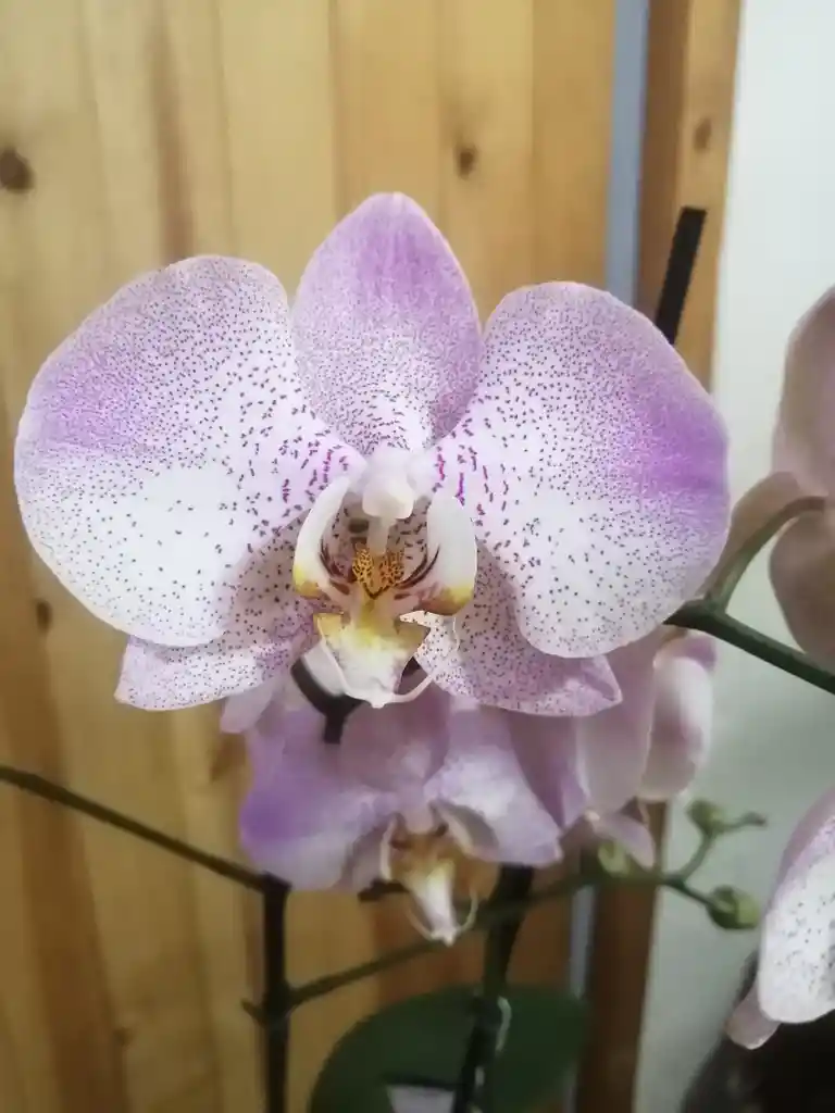 Orquídea Lentigginosa