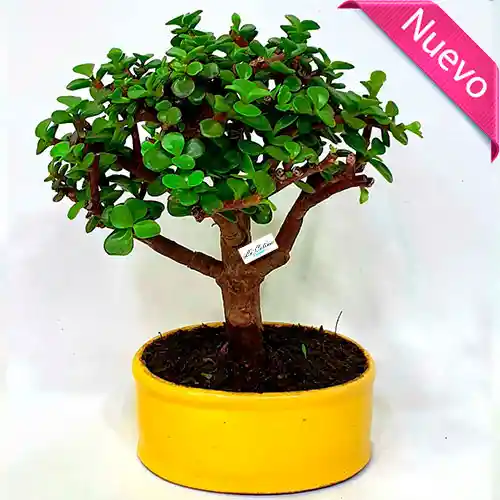 Bonsai Hade Monedita 3 Años