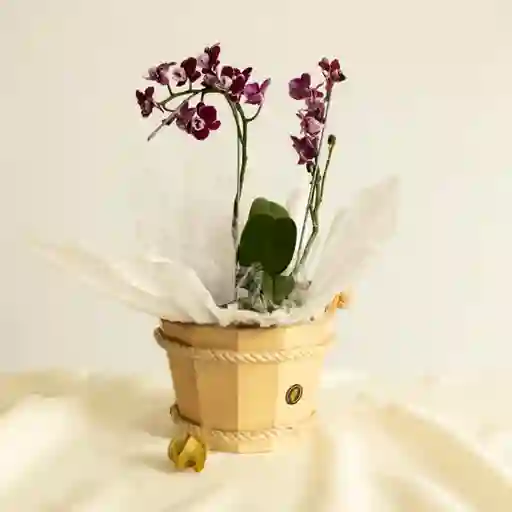 Mini Prince Purple