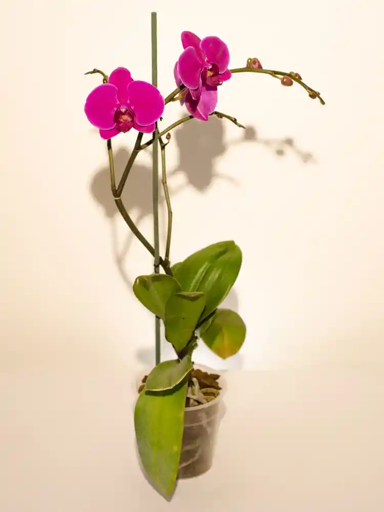 Orquídea