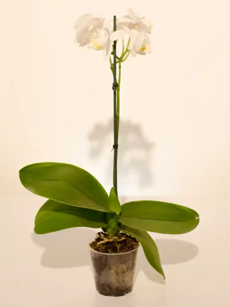 Orquídea