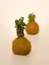 Kokedama