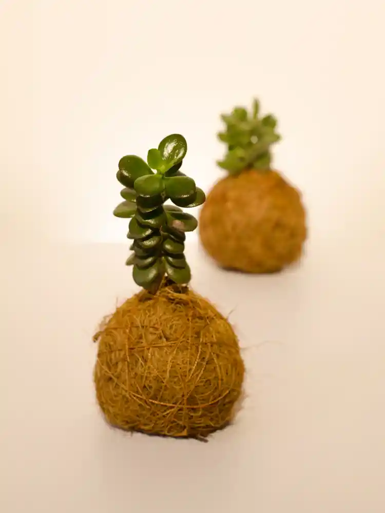 Kokedama