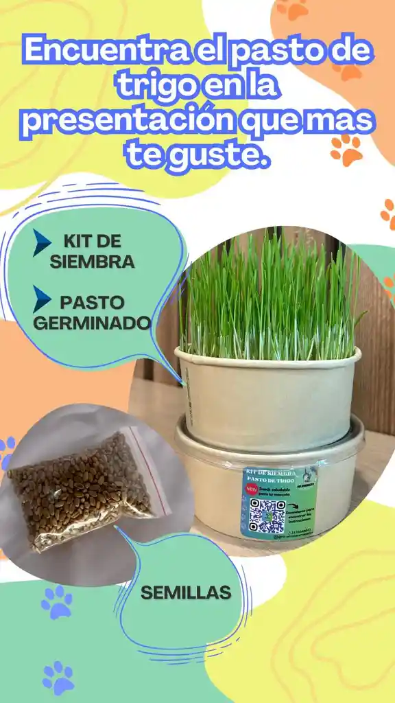 Kit Para Germinar Pasto De Trigo Para Mascotas