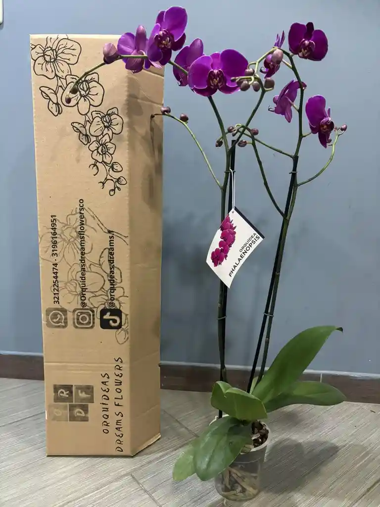 Orquidea Con Su Caja