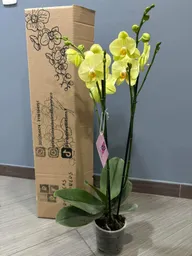 Orquidea Amarilla En Su Caja