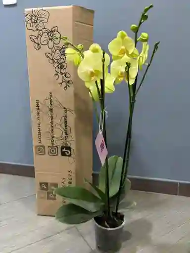 Orquidea Amarilla En Su Caja