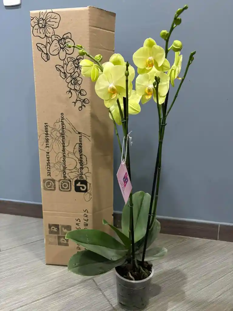 Orquidea Amarilla En Su Caja