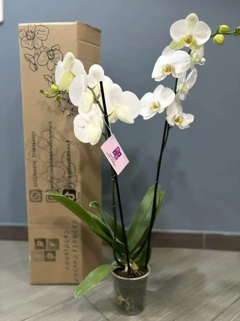 Orquidea Blanca De Dos Tallos En Caja