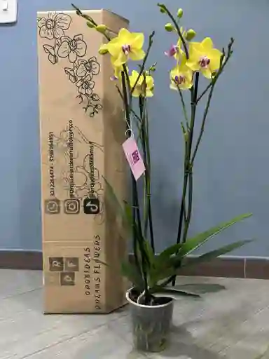 Orquidea Tres Tallos En Su Caja