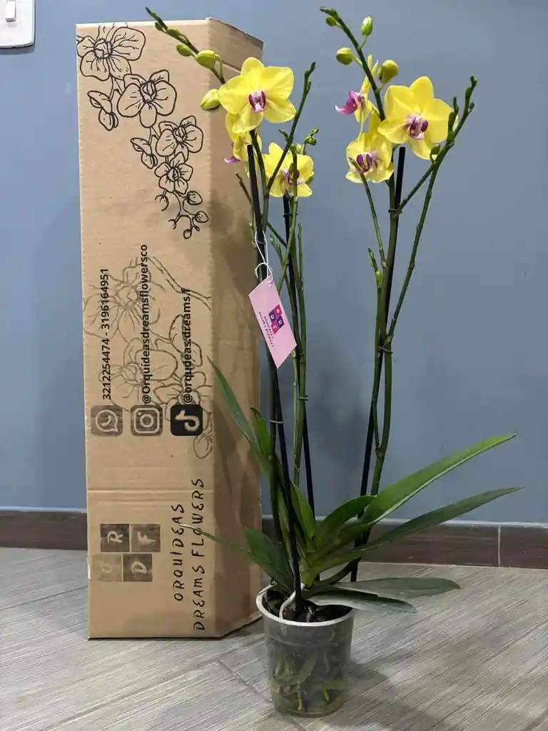 Orquidea Tres Tallos En Su Caja