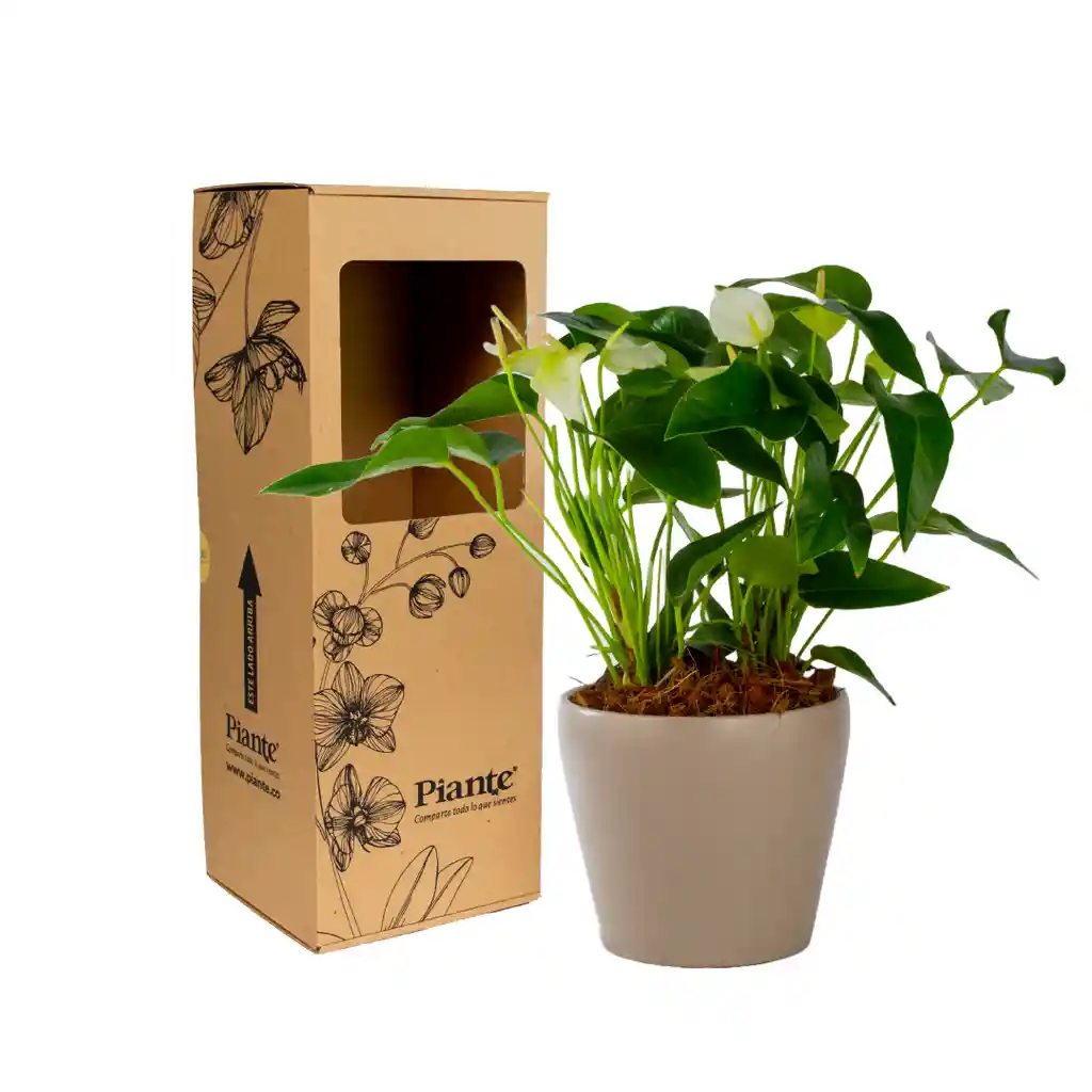 Arreglo Floral Dm De Anturios Medianos Blanco