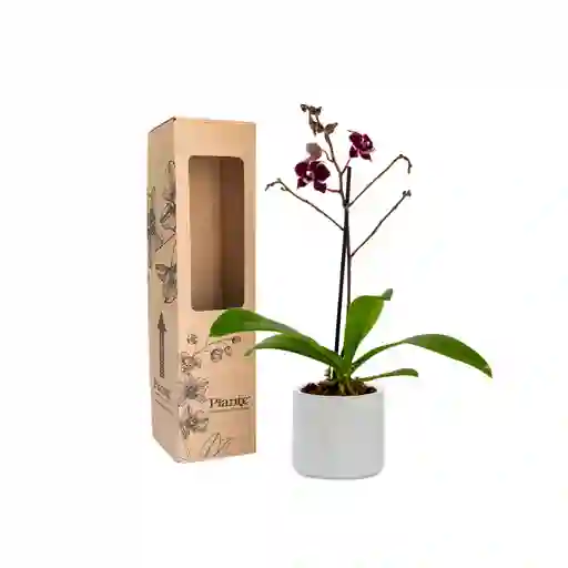 Orquídea Mini Premium Grenoble En Matera Cerámica Blanca