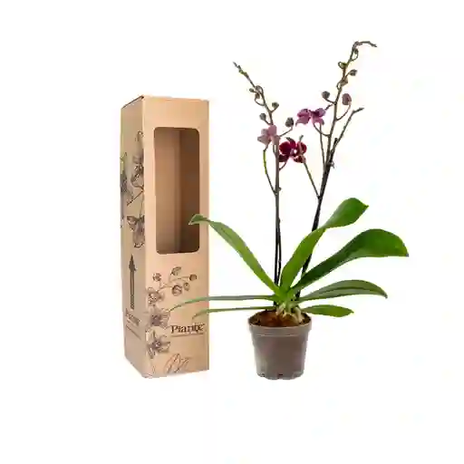 Orquídea Mini Supreme Grenoble En Matera De Cultivo