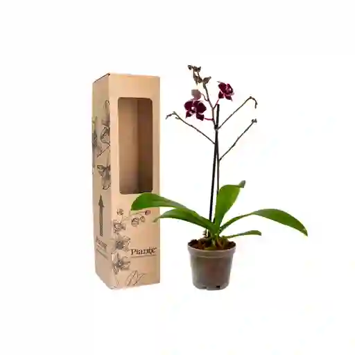 Orquídea Mini Premium Grenoble En Matera De Cultivo