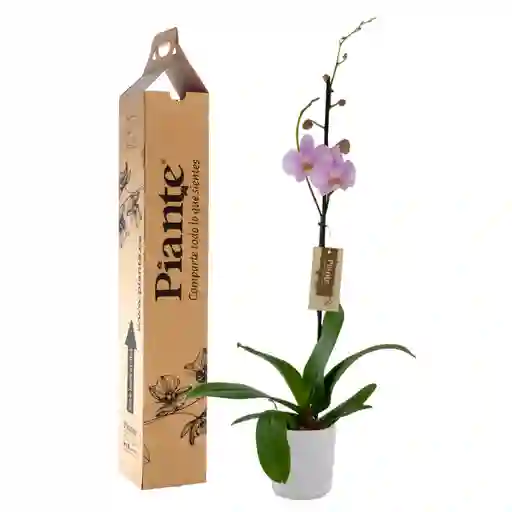 Orquídea Grandi Premium Rosion En Matera Cerámica Blanca