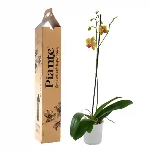 Orquídea Grandi Premium Pulsation En Matera Cerámica Blanca