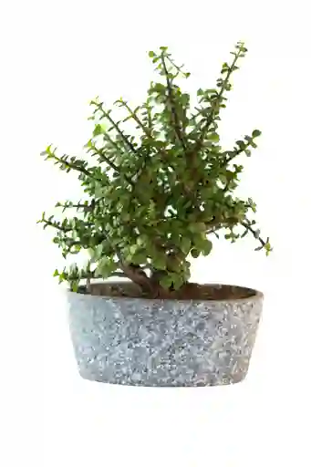 Bonsai Jade Hembra En Matera Jaspeada