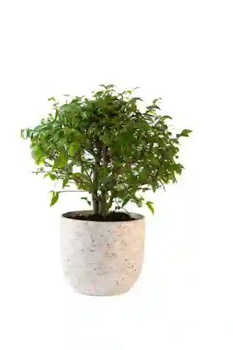 Bonsai Guayacán En Matera De Cerámica Decorativa