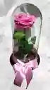 Rosa Preservada Color Fucsia