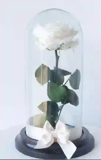 Rosa Preservada Color Blanco