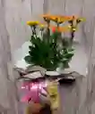 Planta Con Flores Kalanchoe - Detalle Con Amor Para Regalo En Fecha Especial, Amor Y Amistad, Cumpleaños, Aniversario, Condolencias, Graduación, Felicitación Y Agradecimiento.