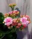 Planta Con Flores Kalanchoe - Detalle Con Amor Para Regalo En Fecha Especial, Amor Y Amistad, Cumpleaños, Aniversario, Condolencias, Graduación, Felicitación Y Agradecimiento.