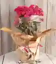 Planta Con Flores Kalanchoe - Detalle Con Amor Para Regalo En Fecha Especial, Amor Y Amistad, Cumpleaños, Aniversario, Condolencias, Graduación, Felicitación Y Agradecimiento.