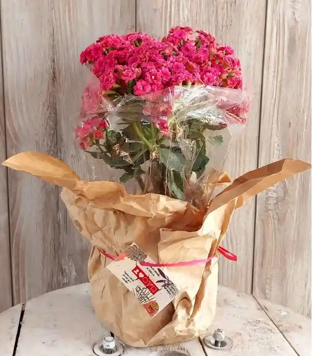 Planta Con Flores Kalanchoe - Detalle Con Amor Para Regalo En Fecha Especial, Amor Y Amistad, Cumpleaños, Aniversario, Condolencias, Graduación, Felicitación Y Agradecimiento.