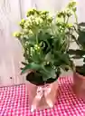 Planta Con Flores Kalanchoe - Detalle Con Amor Para Regalo En Fecha Especial, Amor Y Amistad, Cumpleaños, Aniversario, Condolencias, Graduación, Felicitación Y Agradecimiento.