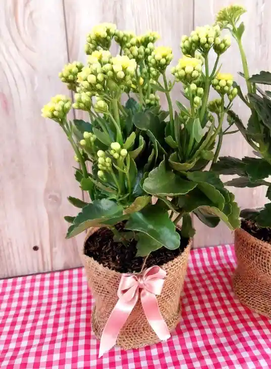 Planta Con Flores Kalanchoe - Detalle Con Amor Para Regalo En Fecha Especial, Amor Y Amistad, Cumpleaños, Aniversario, Condolencias, Graduación, Felicitación Y Agradecimiento.
