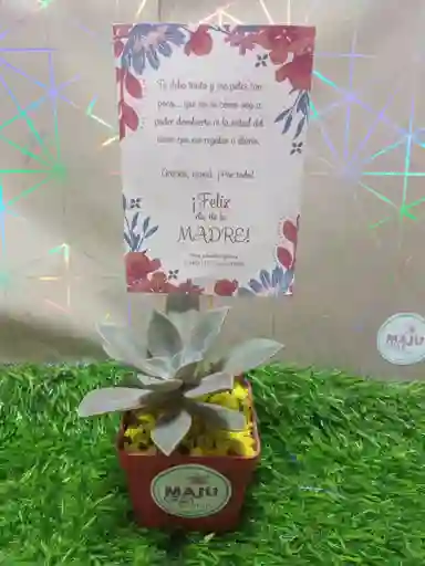 Suculenta Para Tu Hogar Dia De Madre