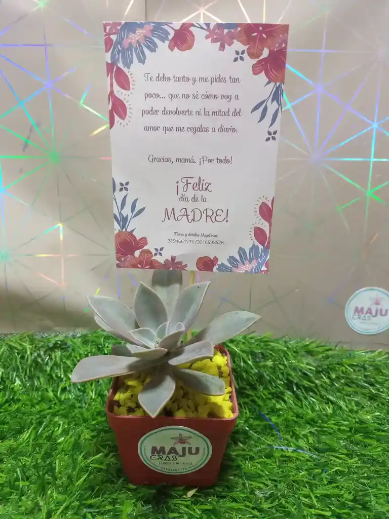 Suculenta Para Tu Hogar Dia De Madre