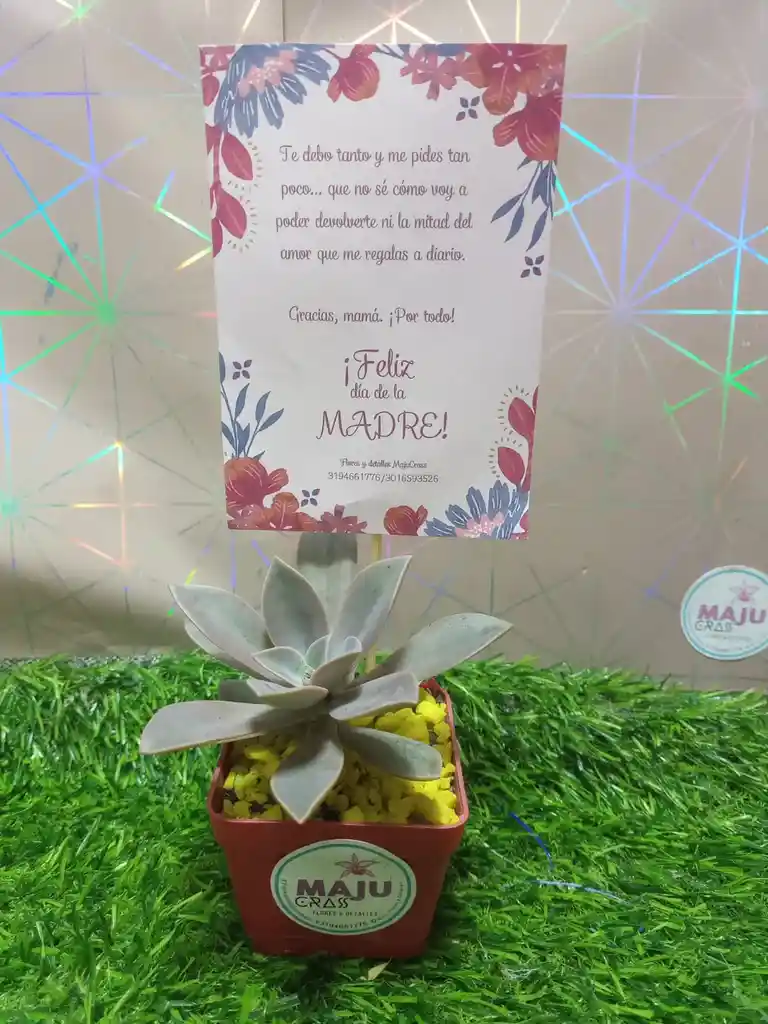 Suculenta Para Tu Hogar Dia De Madre