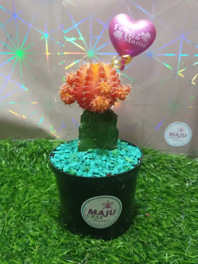 Cactus Coreano Grande