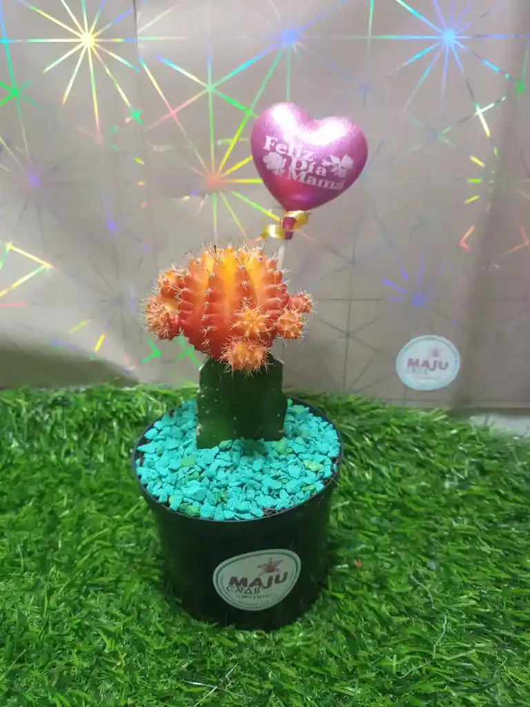 Cactus Coreano Grande