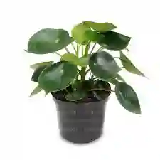 Cucharita