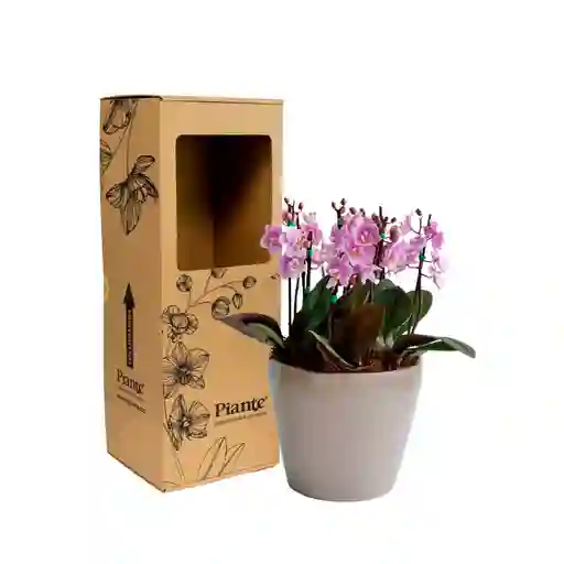 Arreglo Floral Dm De Orquídeas Mini Supreme Rosado