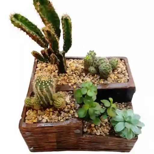 Terrario De Suculentas Y Cactus
